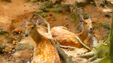 Yaban hayatı sahne. Genç whitetail geyik, orman çevreleyen içinde yabani memeli hayvanlar hayvan nadas. Benekli, Chitals, Cheetal, eksen