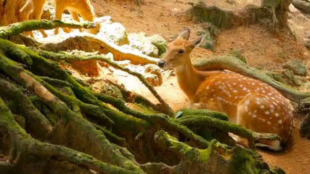 Wildlife scene. Young fallow whitetail deer, wild mammal animal in forest surrounding. Spotted, Chitals, Cheetal, Axis — Stock Video