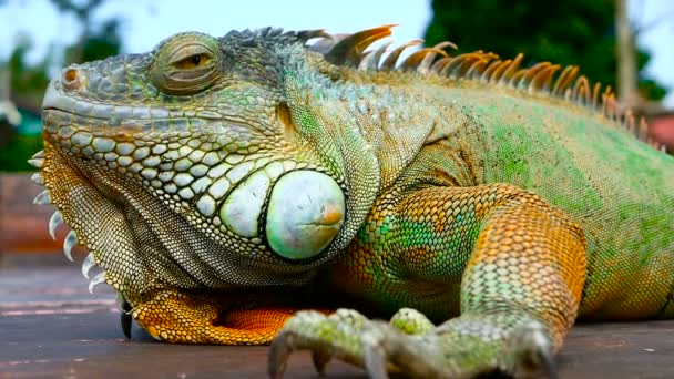 Sleeping dragon. Close-up portrait of resting vibrant Lizard. Selective focus. Green Iguana native to tropical areas — Stock Video