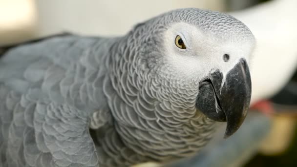 Red-tailed monogamous African Congo Grey Parrot. Companion Jaco is popular avian pet native to equatorial region. — Stock Video