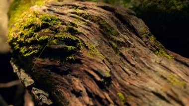 Siyah termit yuvası inşa, ağaç kabuğu moss ile için toprak taşıyan damızlık. Eusocial böcekler koloni ormanda yürüyüş.