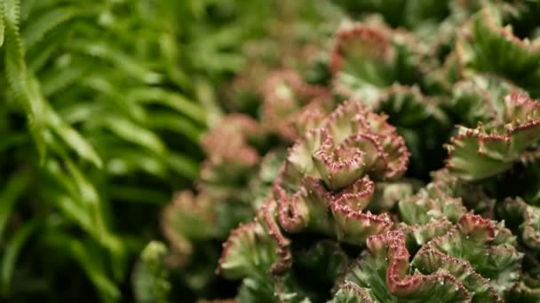 Euphorbia crested vintergröna ökenväxt som odlas som prydnadsväxter i trädgården. Suckulenter bakgrund, naturliga mönster — Stockvideo