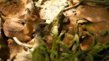 Yaban hayatı sahne. Genç whitetail geyik, orman çevreleyen içinde yabani memeli hayvanlar hayvan nadas. Benekli, Chitals, Cheetal, eksen