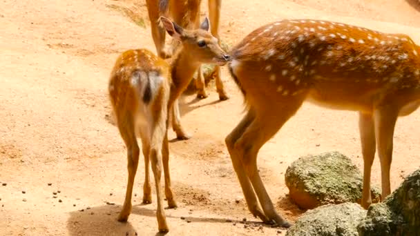 Vadon élő jelenet. Fiatal whitetail szarvas, vadon élő emlős állat a környező erdő ugaron hagyását. Foltos, Chitals, Cheetal, tengely — Stock videók