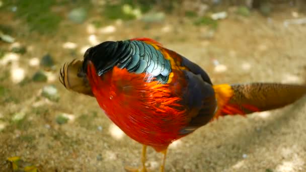 Magnifico maschio elegante di fagiano d'oro rosso cinese, Chrysolophus Pictus all'aperto. selvatico uccello esotico nella natura reale — Video Stock