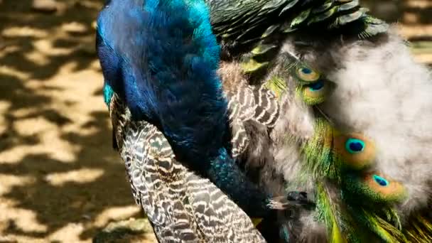 Pássaro exótico selvagem elegante, penas artísticas coloridas. Fechar a plumagem texturizada de pavão. Flying Peafowl verde indiano — Vídeo de Stock