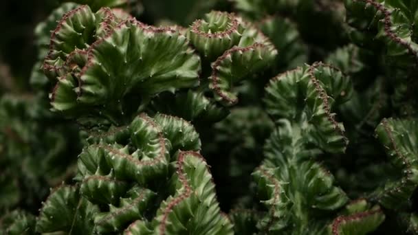 Euforbia planta de cresta siempreverde del desierto cultivada como ornamental en el jardín. Fondo suculentas, patrón natural — Vídeos de Stock