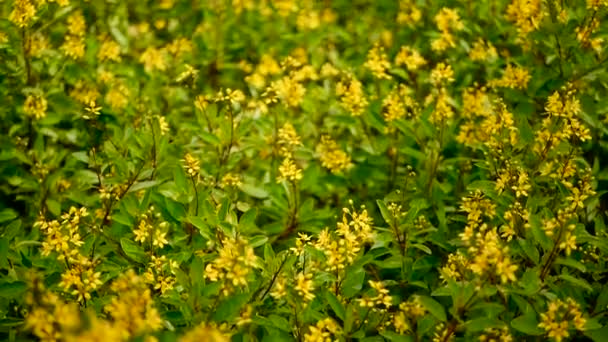 Champ printanier de petites fleurs jaunes de Galphimia. Arbuste à feuilles persistantes de Thryallis glauca doré en forme d'étoile . — Video