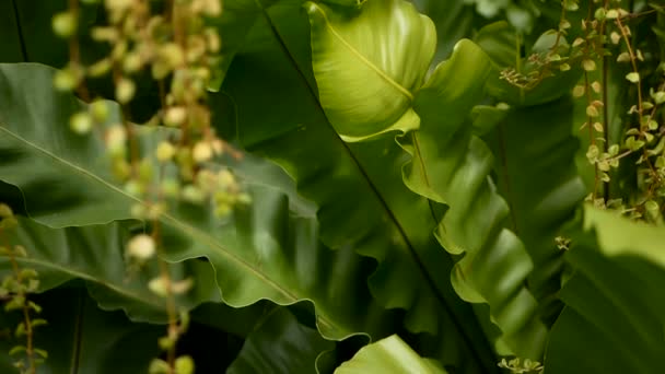 조류 둥지 펀, Asplenium nidus. 자연 꽃 배경으로 야생 낙원 열대우림 정글 식물. 추상 텍스처 — 비디오