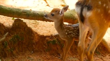Yaban hayatı sahne. Genç whitetail geyik, orman çevreleyen içinde yabani memeli hayvanlar hayvan nadas. Benekli, Chitals, Cheetal, eksen