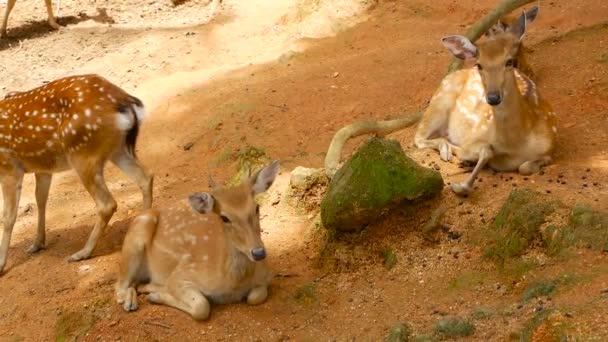 Wildlife scene. Young fallow whitetail deer, wild mammal animal in forest surrounding. Spotted, Chitals, Cheetal, Axis — Stock Video