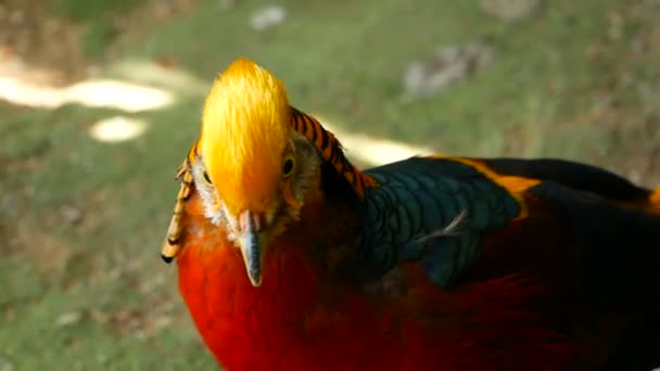 Magnificent elegant male of Chinese Red Golden pheasant, Chrysolophus Pictus outdoors. wild exotic bird in real nature — Stock Video