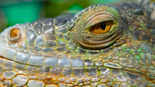 Schlafender Drache. Nahaufnahme Porträt einer ruhenden, lebendigen Eidechse. Selektiver Fokus. Grüner Leguan beheimatet in tropischen Gebieten — Stockvideo