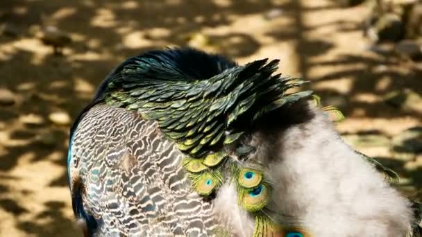 Elegantní divokých exotických ptáků, barevné umělecké peří. Detailní záběr z peří páva texturou. Letící Páv korunkatý zelené — Stock video