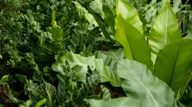 Kuşlar yuva fern, Asplenium nidus. Vahşi cennet yağmur ormanları orman bitki doğal çiçek arka plan olarak. Soyut doku yakın kadar taze egzotik tropik yeşil taze kıvırcık fantezi karanlık ormanda bırakır