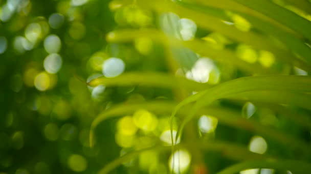 Sfocatura foglia di palma verde tropicale con luce del sole, sfondo naturale astratto con bokeh. Fogliame lussureggiante sfocato — Video Stock