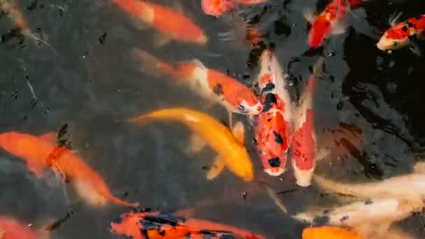 Vibrante colorido japonés Koi Carpa peces nadando en el estanque de jardín tradicional. Carpas chinas de lujo bajo la superficie del agua . — Vídeo de stock