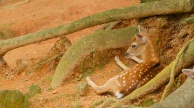 Yaban hayatı sahne. Genç whitetail geyik, orman çevreleyen içinde yabani memeli hayvanlar hayvan nadas. Benekli, Chitals, Cheetal, eksen