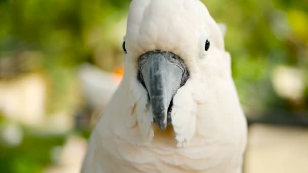 Cacatúa molucana o paraguas. Retrato de loro blanco, ave endémica exótica a la selva tropical en las islas de Indonesia — Vídeo de stock