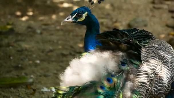 优雅的野生异国情调的鸟与多彩的艺术羽毛 关闭孔雀纹理羽毛 飞行印度绿色孔雀 Pavo Cristatus 在真实的自然 明亮的尾巴和翅膀的图案 — 图库视频影像