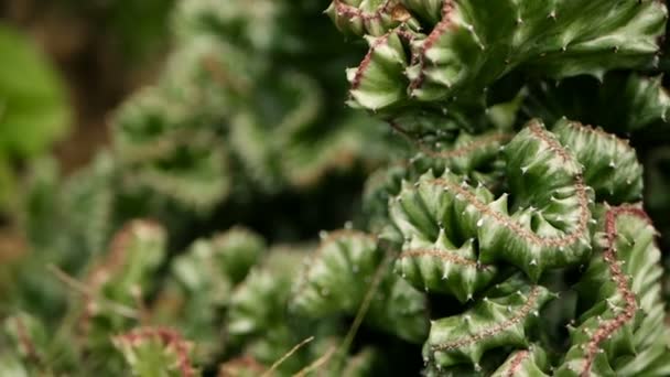 Euphorbia λοφιοφόρος αειθαλές φυτό της ερήμου που καλλιεργείται ως καλλωπιστικό σε κήπο. Παχύφυτα φόντο, φυσικό μοτίβο — Αρχείο Βίντεο