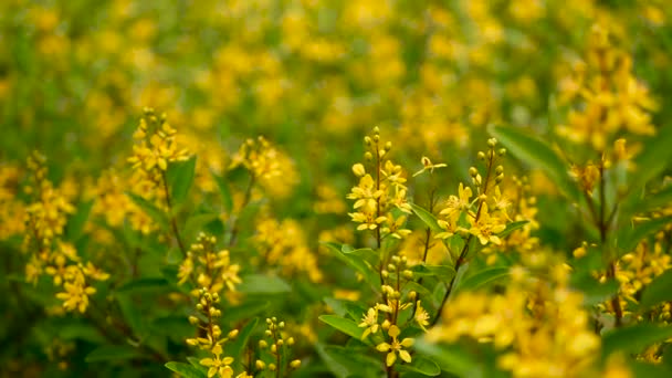 Champ printanier de petites fleurs jaunes de Galphimia. Arbuste à feuilles persistantes de Thryallis glauca doré en forme d'étoile . — Video