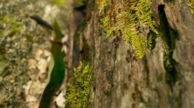 Siyah termit yuvası inşa, ağaç kabuğu moss ile için toprak taşıyan damızlık. Eusocial böcekler koloni ormanda yürüyüş.