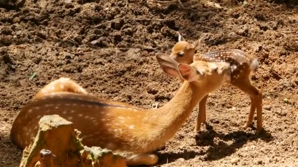 Wildszene. junge Damhirsche, wilde Säugetiere in den umliegenden Wäldern. Gefleckt, Chitale, Geparden, Achse — Stockvideo