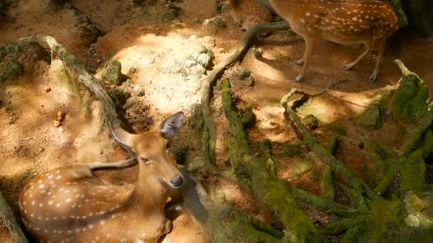 Cena da vida selvagem. Jovem cervo-de-cauda-branca-de-pousio, animal de mamíferos selvagens na floresta circundante. Manchado, Chitals, Cheetal, Eixo — Vídeo de Stock