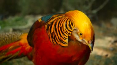 Çin kırmızı altın sülün, Chrysolophus Pictus açık havada muhteşem şık erkek. gerçek doğada vahşi egzotik kuş