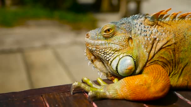 Uśpiony smok. Close-up portret odpoczynku wibrujący jaszczurka. Selektywny fokus. Green Iguana pochodzi z tropikalnych obszarów — Wideo stockowe