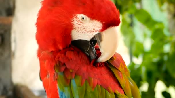 Close up of Red Amazon Scarlet Macaw parrot or Ara macao, in tropical jungle forest. Wildlife Colorful portrait of bird — Stock Video