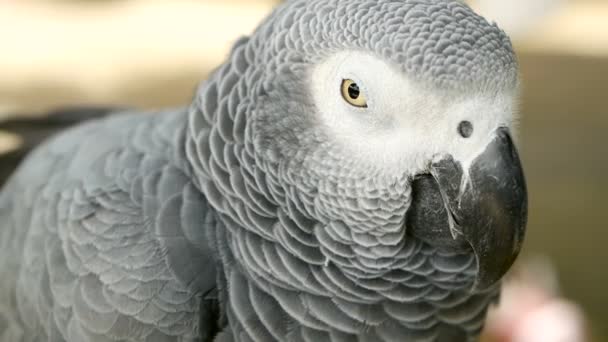 Red-tailed monogamous African Congo Grey Parrot. Companion Jaco is popular avian pet native to equatorial region. — Stock Video