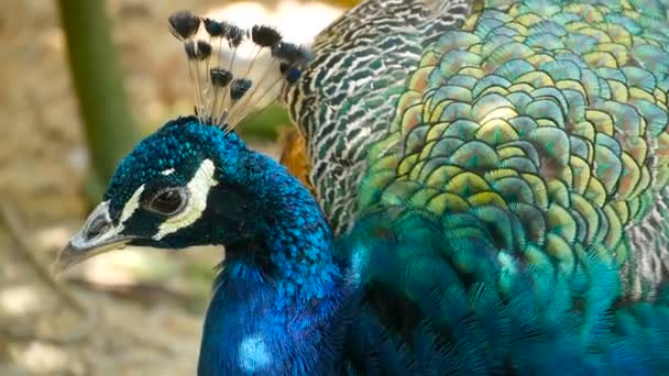 Elégant Oiseau Exotique Sauvage Avec Des Plumes Artistiques Colorées Gros — Video