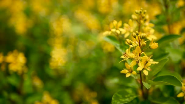 Campo de primavera de pequeñas flores amarillas de Galphimia. Arbusto siempreverde de Golden Thryallis glauca en forma de estrella . — Vídeos de Stock