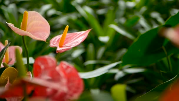 Lys de Calla vénéneux délicat sauvage avec étamines jaunes fleurissant dans le jardin comme fond floral naturel . — Video