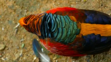 Çin kırmızı altın sülün, Chrysolophus Pictus açık havada muhteşem şık erkek. gerçek doğada vahşi egzotik kuş