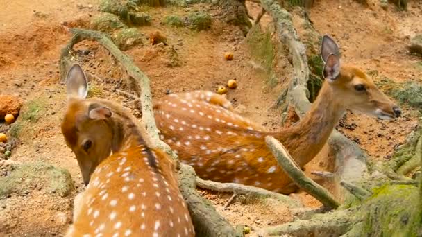 Wildlife scene. Young fallow whitetail deer, wild mammal animal in forest surrounding. Spotted, Chitals, Cheetal, Axis — Stock Video