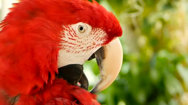 Närbild av röda Amazon Scarlet Macaw papegoja eller Ara macao, i tropiska djungeln skogen. Vilda färgglada porträtt av fågel — Stockvideo