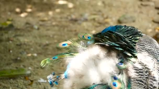 Elegante pájaro exótico salvaje, plumas artísticas de colores. Primer plano de plumaje con textura de pavo real. Peafowl verde indio volador — Vídeo de stock