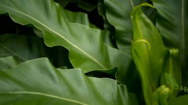 Kuşlar yuva fern, Asplenium nidus. Vahşi cennet yağmur ormanları orman bitki doğal çiçek arka plan olarak. Soyut doku