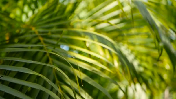 Tropisch grünes Palmblatt mit Sonnenlicht verschwimmen, abstrakter natürlicher Hintergrund mit Bokeh. defokussiertes üppiges Laub — Stockvideo