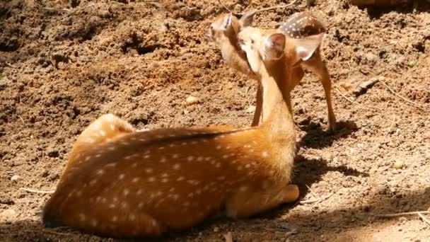 Wildlife scen. Ung trädor whitetail rådjur, vilda däggdjur djur i skogen kring. Fläckig, Chitals, vahab, Axis — Stockvideo