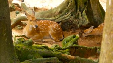 Yaban hayatı sahne. Genç whitetail geyik, orman çevreleyen içinde yabani memeli hayvanlar hayvan nadas. Benekli, Chitals, Cheetal, eksen