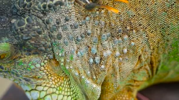 Drago dormiente. Ritratto ravvicinato della vibrante Lucertola che riposa. Concentrazione selettiva. Iguana verde originaria delle zone tropicali — Video Stock