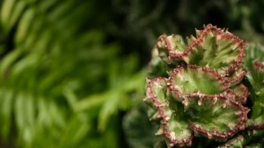 Atatürk herdem yeşil çöl bitki süs bahçede ekili tepeli. Succulents arka plan, doğal desen