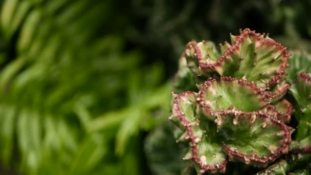 Euphorbia crested vintergröna ökenväxt som odlas som prydnadsväxter i trädgården. Suckulenter bakgrund, naturliga mönster — Stockvideo