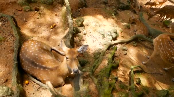 Vadon élő jelenet. Fiatal whitetail szarvas, vadon élő emlős állat a környező erdő ugaron hagyását. Foltos, Chitals, Cheetal, tengely — Stock videók