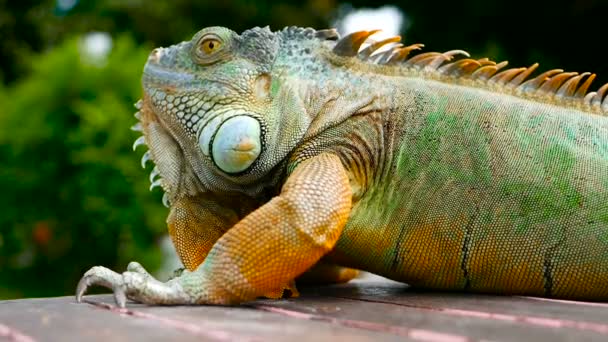 Dragón dormido. Retrato de cerca de Lagarto vibrante descansando. Enfoque selectivo. Iguana verde nativa de zonas tropicales — Vídeo de stock