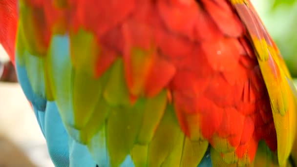 Närbild av röda Amazon Scarlet Macaw papegoja eller Ara macao, i tropiska djungeln skogen. Vilda färgglada porträtt av fågel — Stockvideo